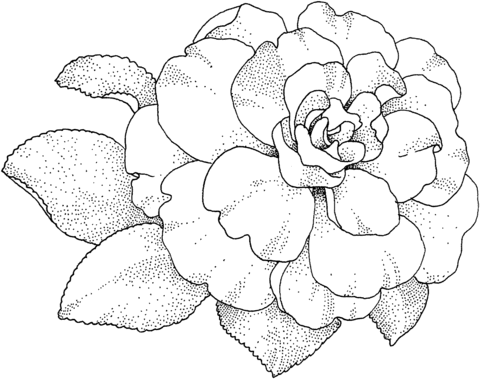 Camellia Blossom Coloring Page